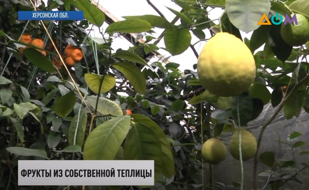 Экзотические фрукты выращивает в теплице садовод из Херсона (ВИДЕО) - Дім